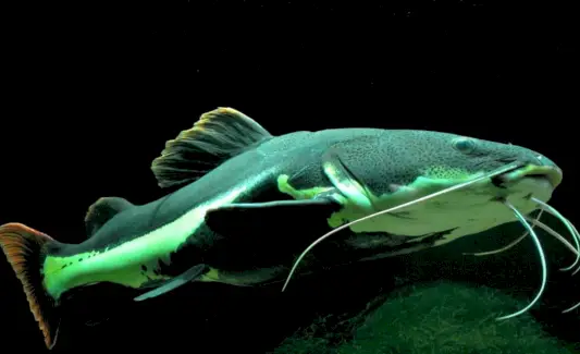 Poisson-chat à queue rouge