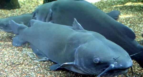 Poisson-chat de rivière