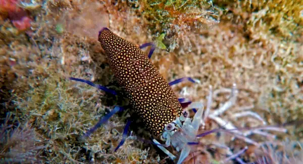 Simbolismo del camarón