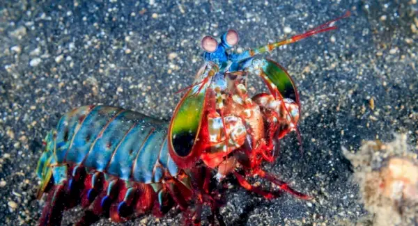 Simbolismo, sueños y mensajes del camarón
