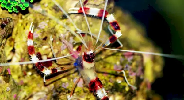 Simbolismo del camarón