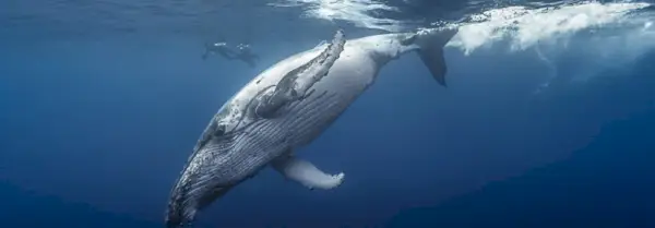 Simbolismo da Baleia, Significado da Baleia, Totem da Baleia, Sonho da Baleia e Mensagens