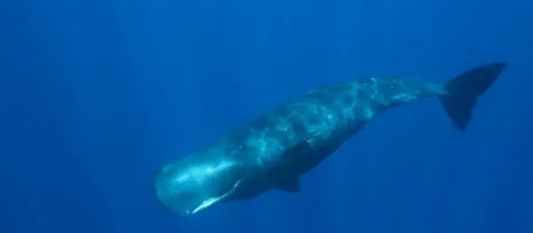 Simbolismo da Baleia