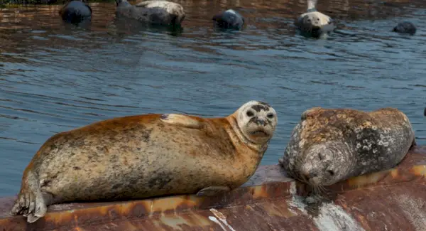 Seal Totem, Seal Dream a Messages