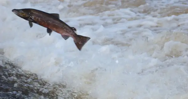 Saumon, Messager Animal, Totem Animal