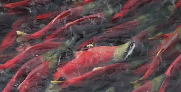 Saumon, Messager Animal, Totem Animal