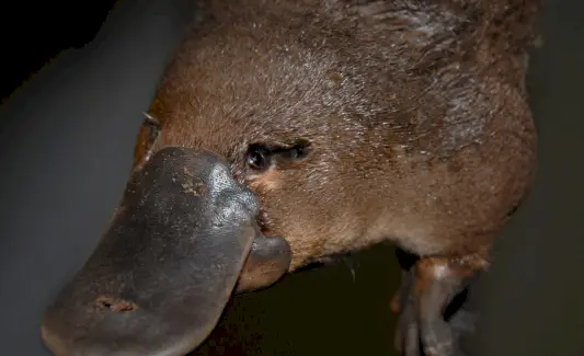 Platypus symbolisme, Platypus Meaning, Platypus Totem, Platypus Dream og meldinger