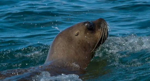 Totem lachtana, sny a zprávy