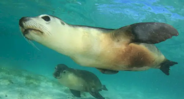 Symbolika lachtana, sny a poselství