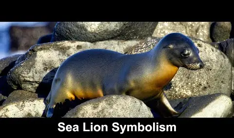 Přehrávač YouTube