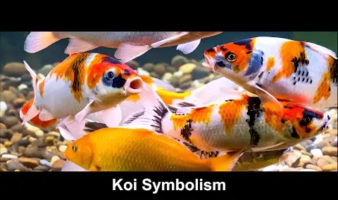 Symbolika koi