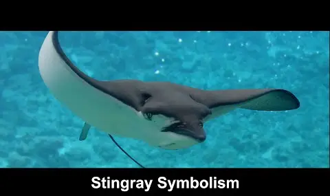 reproductor de youtube