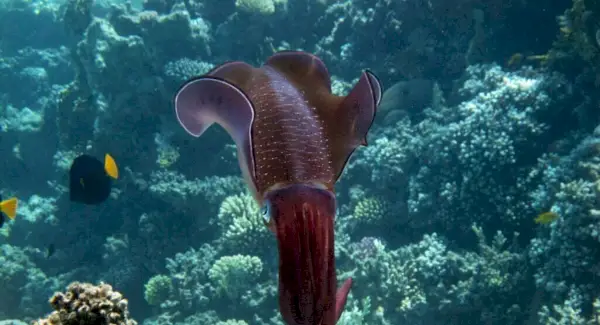 Symbolisme, rêves et messages du calmar