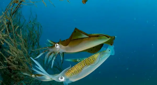 Totem de calmar, rêves et messages
