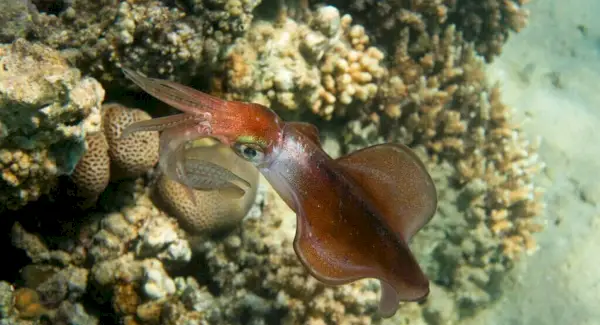 Symbolisme du calmar