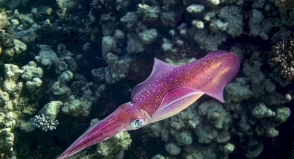 Symbolisme du calmar