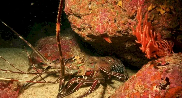 Symbolika homára, význam homára, totem homára, sen homára a správy