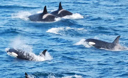 Symbolisme de l'orque