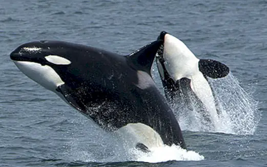 Totem d'orque, rêve d'orque et messages