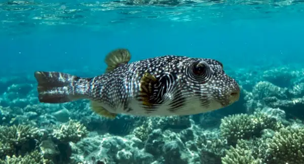 Simbolismo del pez globo