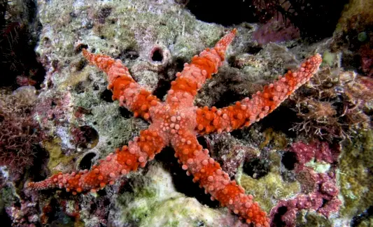 ヒトデトーテム、ヒトデドリーム、メッセージ