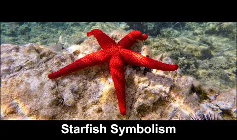 ヒトデの象徴性