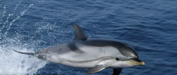 Symbolisme des dauphins
