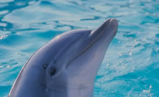 Signification du dauphin