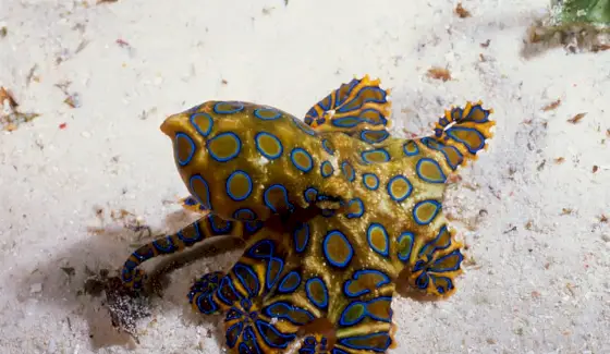 Symbolika chobotnice, význam chobotnice, totem chobotnice, sen chobotnice a zprávy