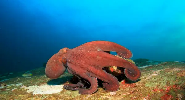 Symbolika chobotnice, význam chobotnice, totem chobotnice, sen chobotnice a zprávy