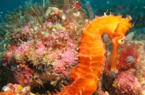 Symbolisme de l'hippocampe