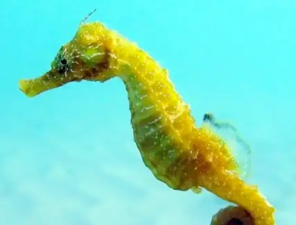 Totem hippocampe, rêve hippocampe et messages