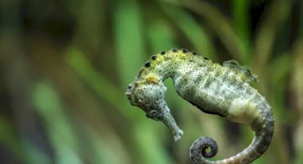 Signification de l’hippocampe