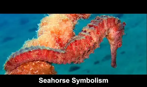 Simbolismo do Cavalo Marinho