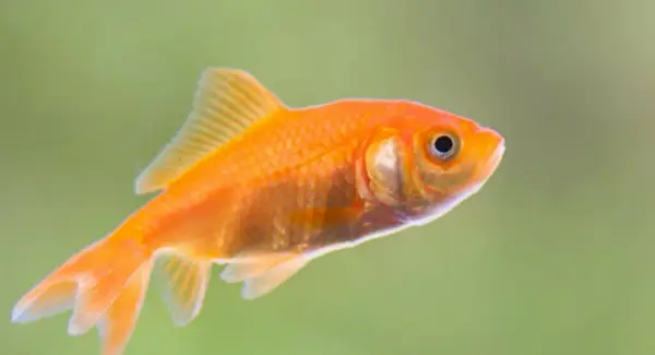 Guldfisk symbolik, drømme og budskaber