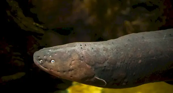 Simbolismo, sonhos e mensagens da enguia elétrica