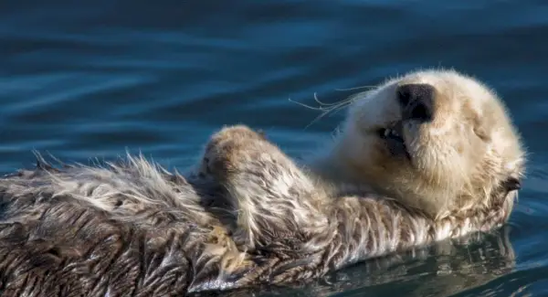 Lontra Marinha, Simbolismo da Lontra, Significado da Lontra, Totem da Lontra, Sonho da Lontra e Mensagens