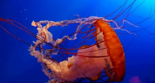 Simbolismo da água-viva, significado da água-viva, totem da água-viva, sonho da água-viva e mensagens