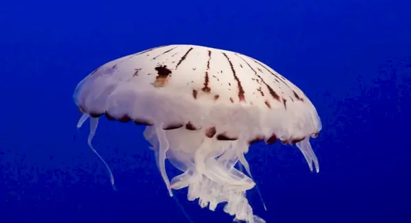 Simbolismo da água-viva, significado da água-viva, totem da água-viva, sonho da água-viva e mensagens