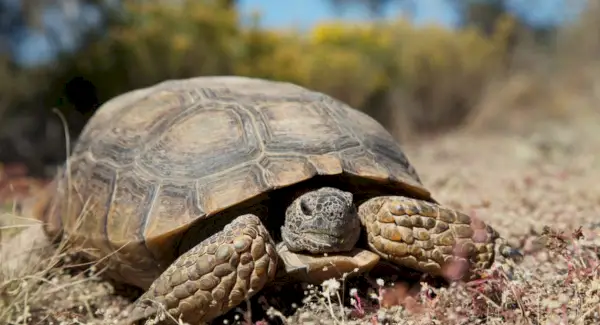 Symbolisme de la tortue, signification de la tortue, totem de la tortue, rêve de la tortue et messages