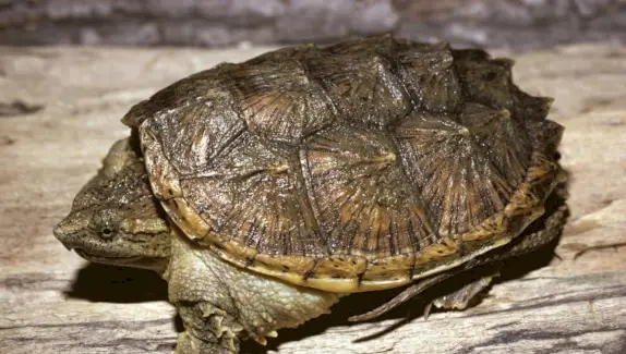 Symbolisme de la tortue, signification de la tortue, totem de la tortue, rêve de la tortue et messages