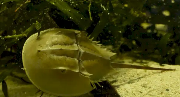 Symbolika kraba podkowiastego, sny i przesłania