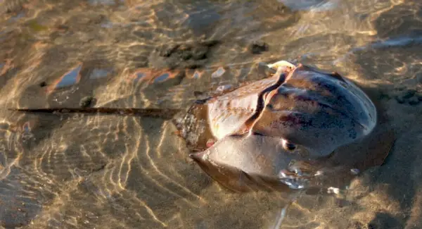 Totem kraba podkowiastego, sny i wiadomości