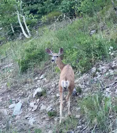 蚊に刺されたときの14の方法