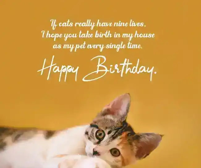 Birthday-Wishes-for-My-Cat