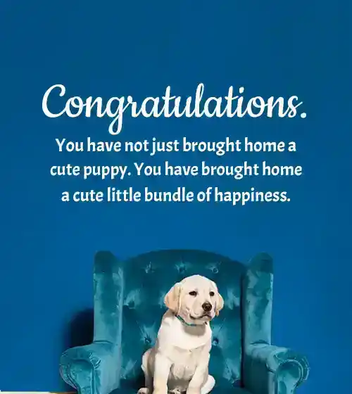 congratulations on your new dog quotes