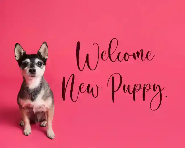 welcome new puppy message