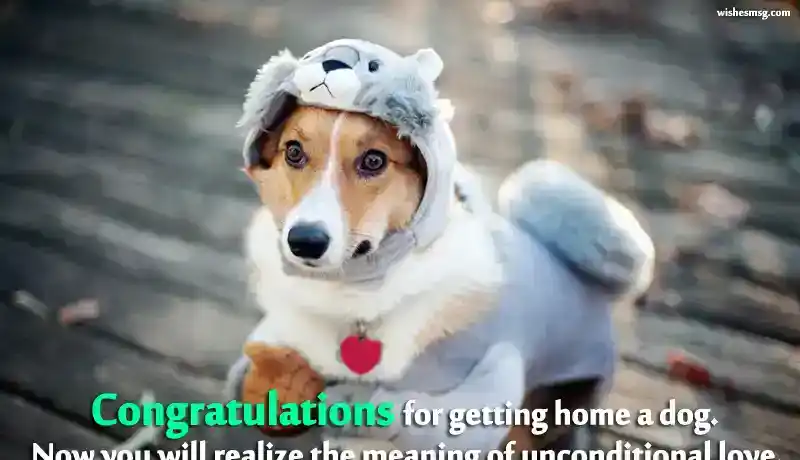 quotes for new dog