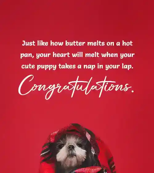 what to say when someone gets a dog