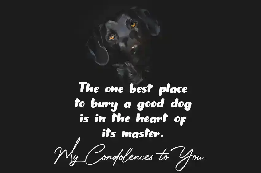 Dog Sympathy Quotes